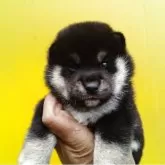 豆柴