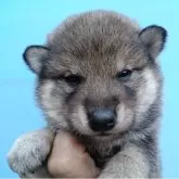 柴犬(標準サイズ)