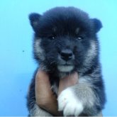 柴犬(標準サイズ)