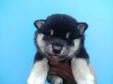 柴犬(標準サイズ)【三重県・女の子・2025年7月24日・黒】の写真2