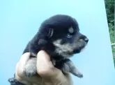柴犬(標準サイズ)【三重県・女の子・2025年5月16日・黒】の写真3