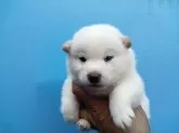 柴犬(標準サイズ)【三重県・男の子・2025年6月3日・白】の写真3