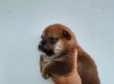柴犬(標準サイズ)【三重県・女の子・2025年7月31日・赤】の写真4