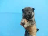 柴犬(標準サイズ)【三重県・男の子・2025年8月20日・赤】の写真4