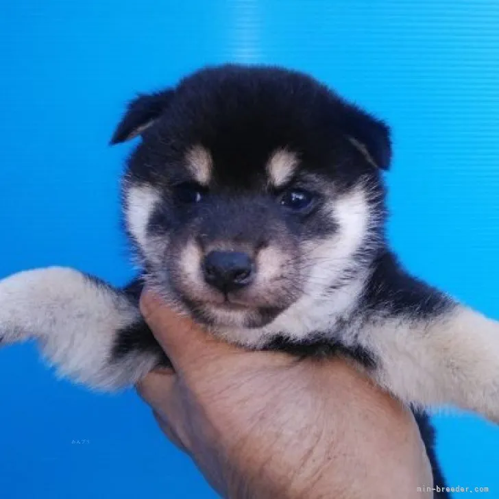 ID：2311-00230の子犬