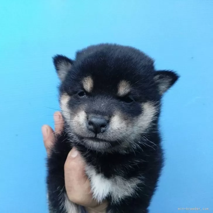 アロー 様のお迎えした子犬