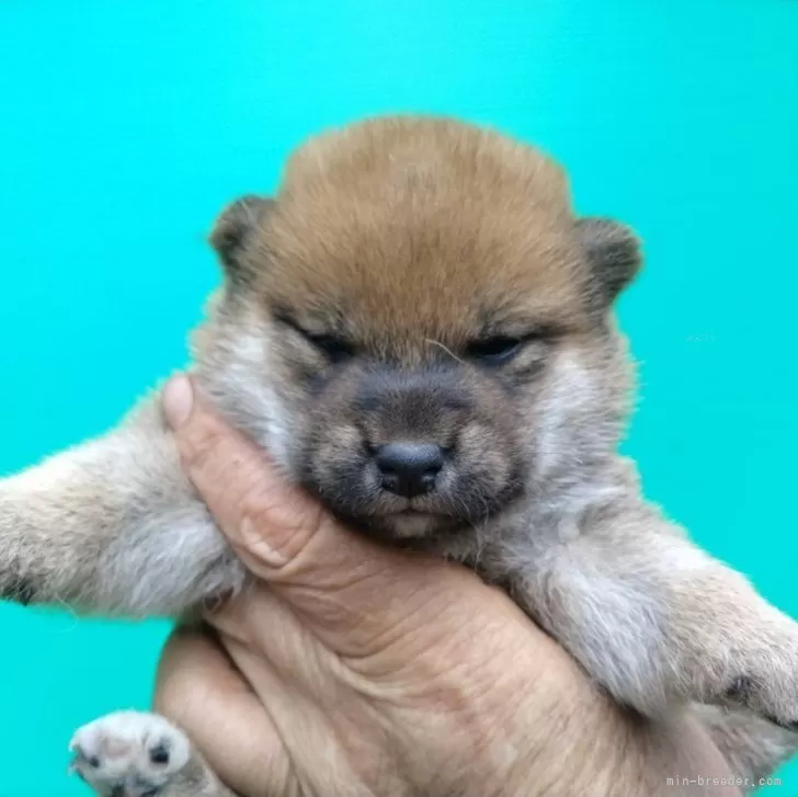 ID:2405-03638の子犬