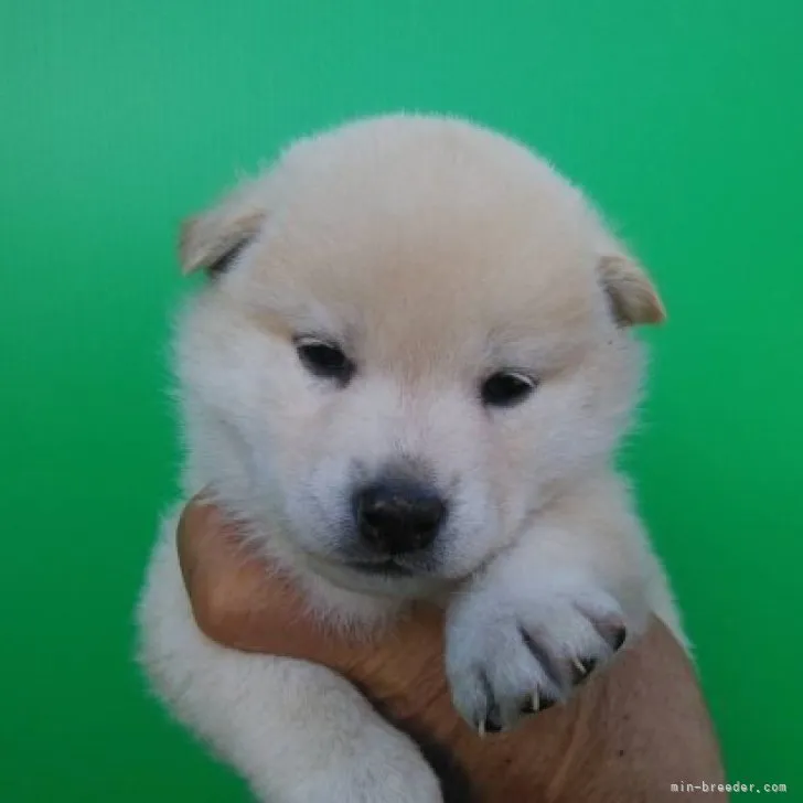 ID:2302-02519の子犬