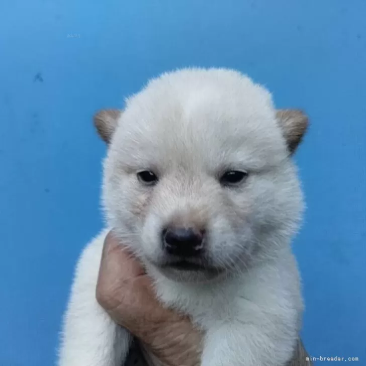 ID:2409-00491の子犬