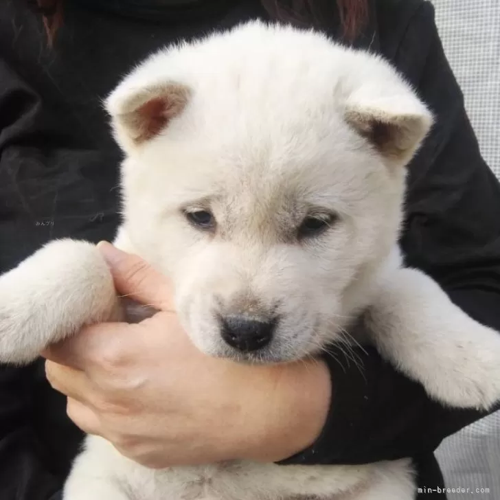 ID:2401-06175の子犬