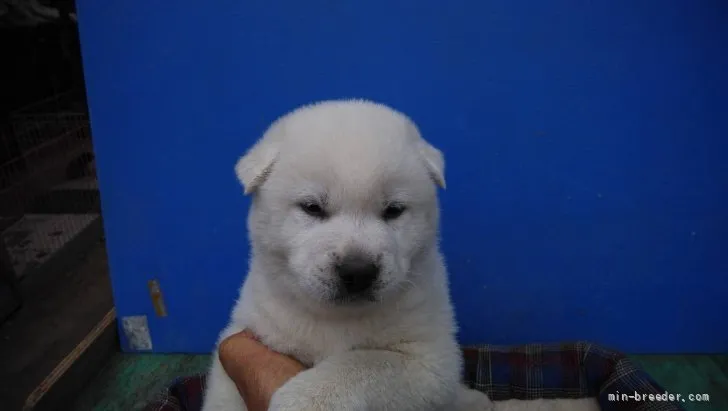ID:2205-01234の子犬