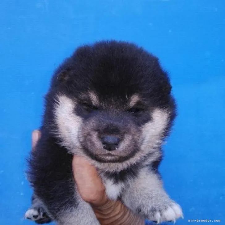 ID:2210-04710の子犬