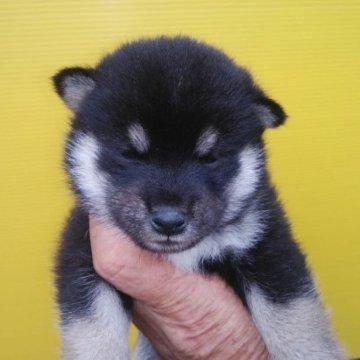 柴犬(豆柴)【三重県・男の子・2023年7月29日・黒色】の写真「黒柴の豆！」