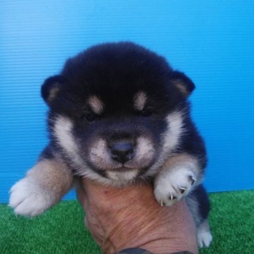 柴犬(標準サイズ)【三重県・女の子・2023年11月18日・黒色】の写真「写真更新！黒柴の女の子」