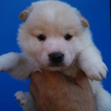 柴犬(標準サイズ)【三重県・女の子・2023年9月8日・白色】の写真「白柴の女の子！」