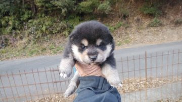 柴犬(標準サイズ)【三重県・女の子・2021年11月27日・黒】の写真「可愛い女の子」
