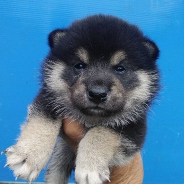柴犬(標準サイズ)【三重県・男の子・2022年4月28日・黒色】の写真「黒柴の男の子」