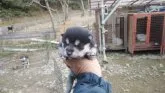 柴犬(標準サイズ)【三重県・女の子・2021年11月27日・黒】の写真1