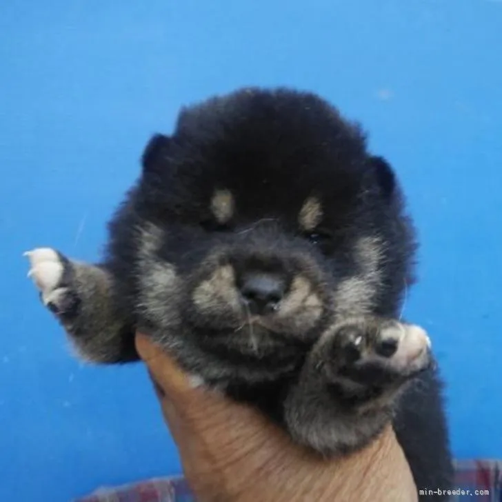 ID:2206-00248の子犬