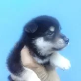 柴犬(標準サイズ)【三重県・女の子・2024年7月20日・黒】の写真3