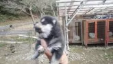 柴犬(標準サイズ)【三重県・女の子・2021年11月27日・黒】の写真3