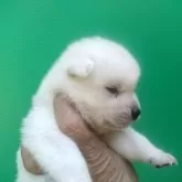 紀州犬【三重県・女の子・2024年8月10日・白】の写真3