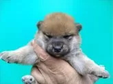 柴犬(標準サイズ)【三重県・女の子・2024年4月10日・赤】の写真4