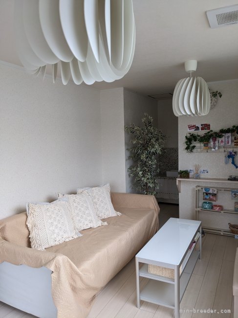 個別でゆっくり見学していただけます｜平野　文恵(ひらの　ふみえ)ブリーダー(岩手県・トイプードルなど・JKC登録)の紹介写真2