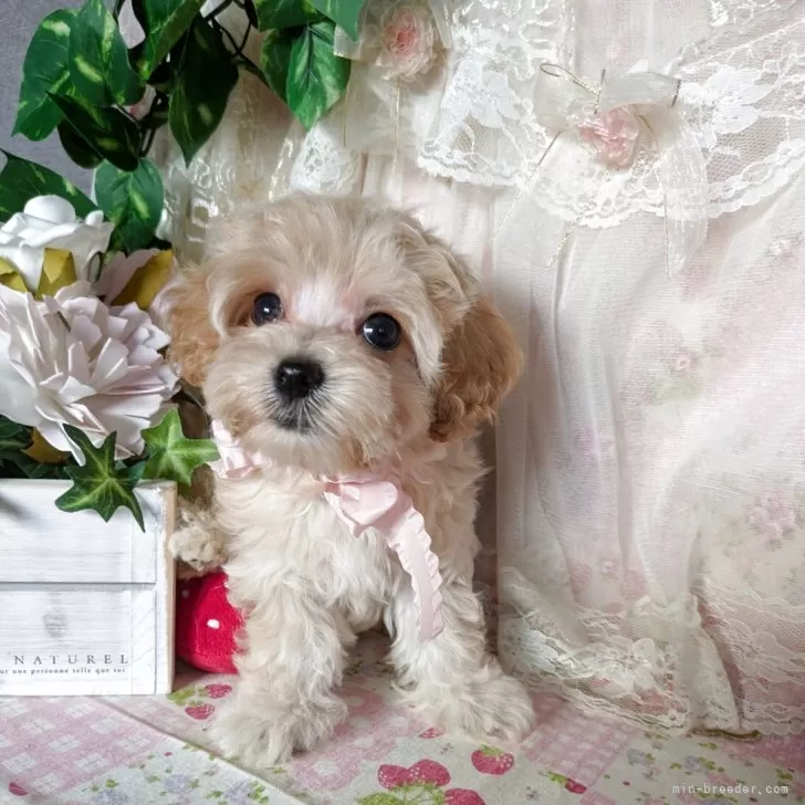 ID：2507-03827の子犬