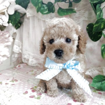 トイプードル(トイ)【岩手県・男の子・2025年2月11日・アプリコット】の写真「食欲旺盛すくすく成長中です🎵」