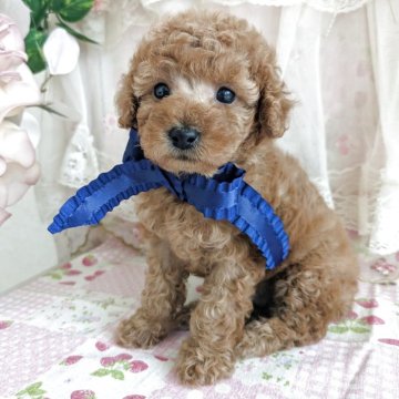 トイプードル(トイ)【岩手県・男の子・2025年2月11日・レッド】の写真「食欲旺盛元気いっぱい🎵」