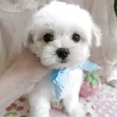 マルチーズ