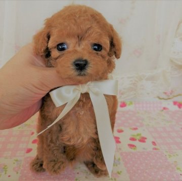 トイプードル(ティーカップ)【岩手県・男の子・2023年5月23日・レッド】の写真「身体は小さいですが食欲旺盛、元気いっぱいです」