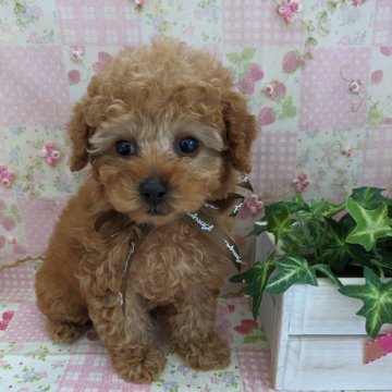 トイプードル(トイ)【岩手県・男の子・2024年3月24日・アプリコット】の写真「お目々くりくり✨甘えん坊です」