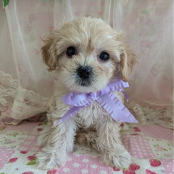 マルプー(マルチーズ×トイプードル)【岩手県・女の子・2024年7月7日・クリーム】の写真「ワンランク上の可愛いさです❤️」