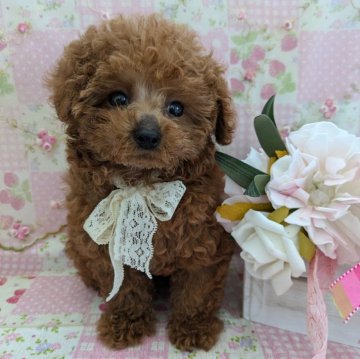 トイプードル(タイニー)【岩手県・男の子・2024年3月24日・レッド】の写真「食欲旺盛✨とっても活発です🎵」