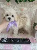 マルプー(マルチーズ×トイプードル)【岩手県・女の子・2024年7月7日・クリーム】の写真4「大きさの比較です」