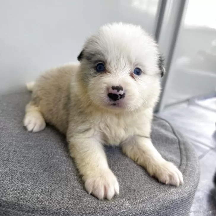 ID:2507-05378の子犬
