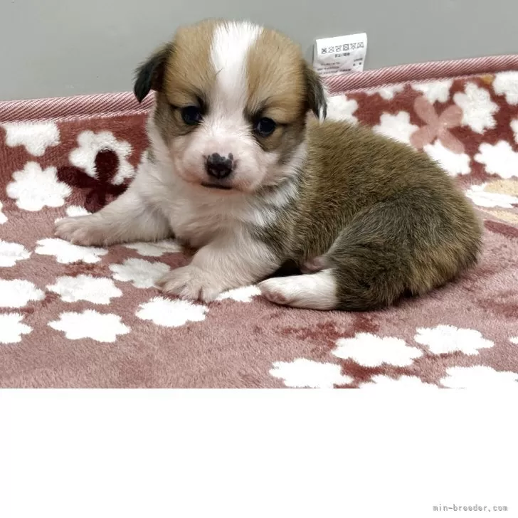 ウェルシュ・コーギー・ペンブローク【茨城県・男の子・2025年10月5日・レッドホワイト】の写真1