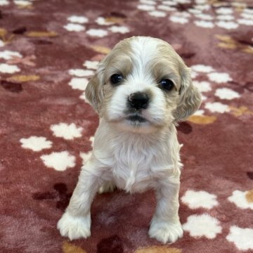 アメリカンコッカースパニエル【茨城県・女の子・2025年10月19日・バフ&ホワイト】の写真「人と触れ合うのは大好き❤」