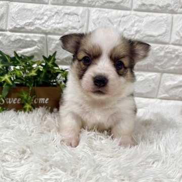 ウェルシュ・コーギー・ペンブローク【茨城県・女の子・2025年10月24日・レッドホワイト】の写真「元気な子💖 🎍年中無休🎍年末年始対応」