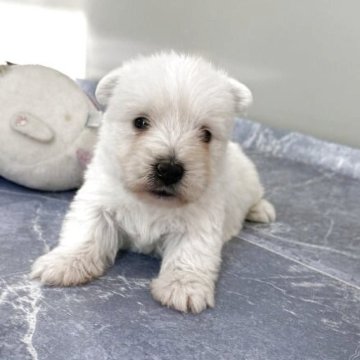 ウエストハイランドホワイトテリア【茨城県・男の子・2025年9月28日・ホワイト】の写真「元気な子　」