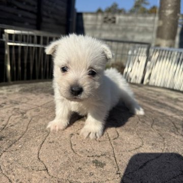 ウエストハイランドホワイトテリア【茨城県・男の子・2025年9月28日・ホワイト】の写真「人と触れ合うのは大好き❤」
