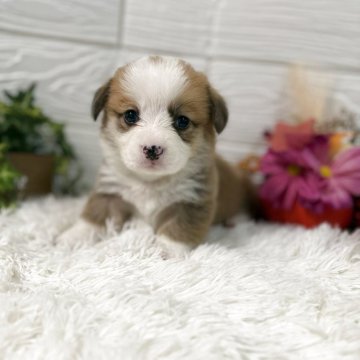 ウェルシュ・コーギー・ペンブローク【茨城県・女の子・2025年9月28日・レッド&ホワイト】の写真「💖社交的な子💖💖」