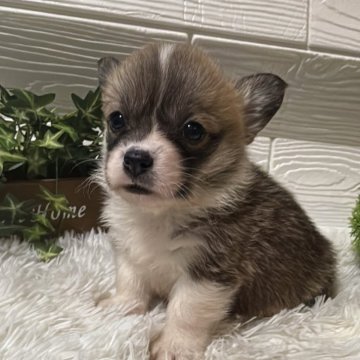 ウェルシュ・コーギー・ペンブローク【茨城県・男の子・2025年10月5日・レッドホワイト】の写真「元気な子💖毛色の値安い」