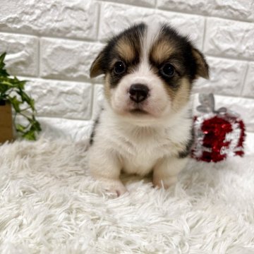 ウェルシュ・コーギー・ペンブローク【茨城県・女の子・2025年10月24日・トライ】の写真「元気な子💖 🎍年中無休🎍年末年始対応」