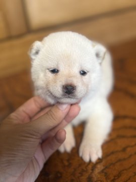柴犬(豆柴)【茨城県・女の子・2025年6月27日・白】の写真「小粒」