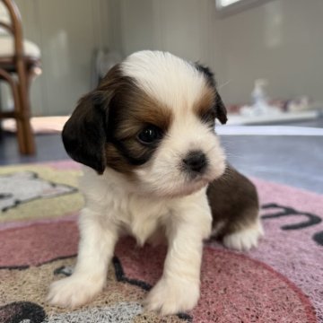 ミックス(キャバリア×シーズー)【茨城県・男の子・2025年10月9日・ゴールドホワイト】の写真「両親の特点引き継いで」