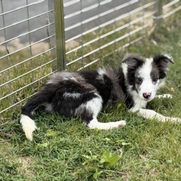 ボーダーコリー【茨城県・男の子・2025年6月28日・ブルーマール】の写真「ヤンチャな子」