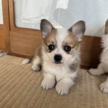 ミックス(チワワ×コーギー)【茨城県・女の子・2024年12月31日・レッド&ホワイト】の写真「懐く子」